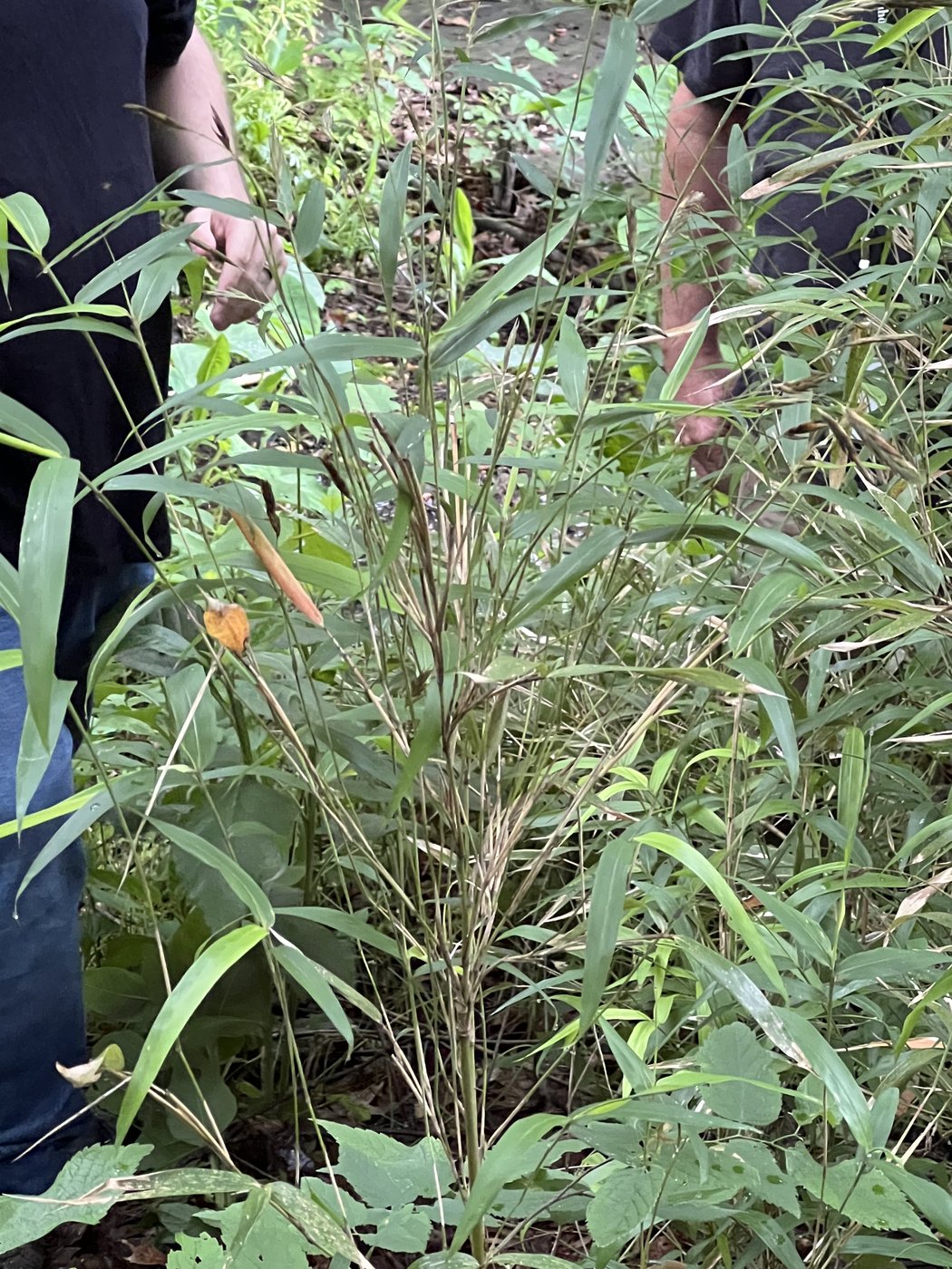 Close-up of native rivercane in flower