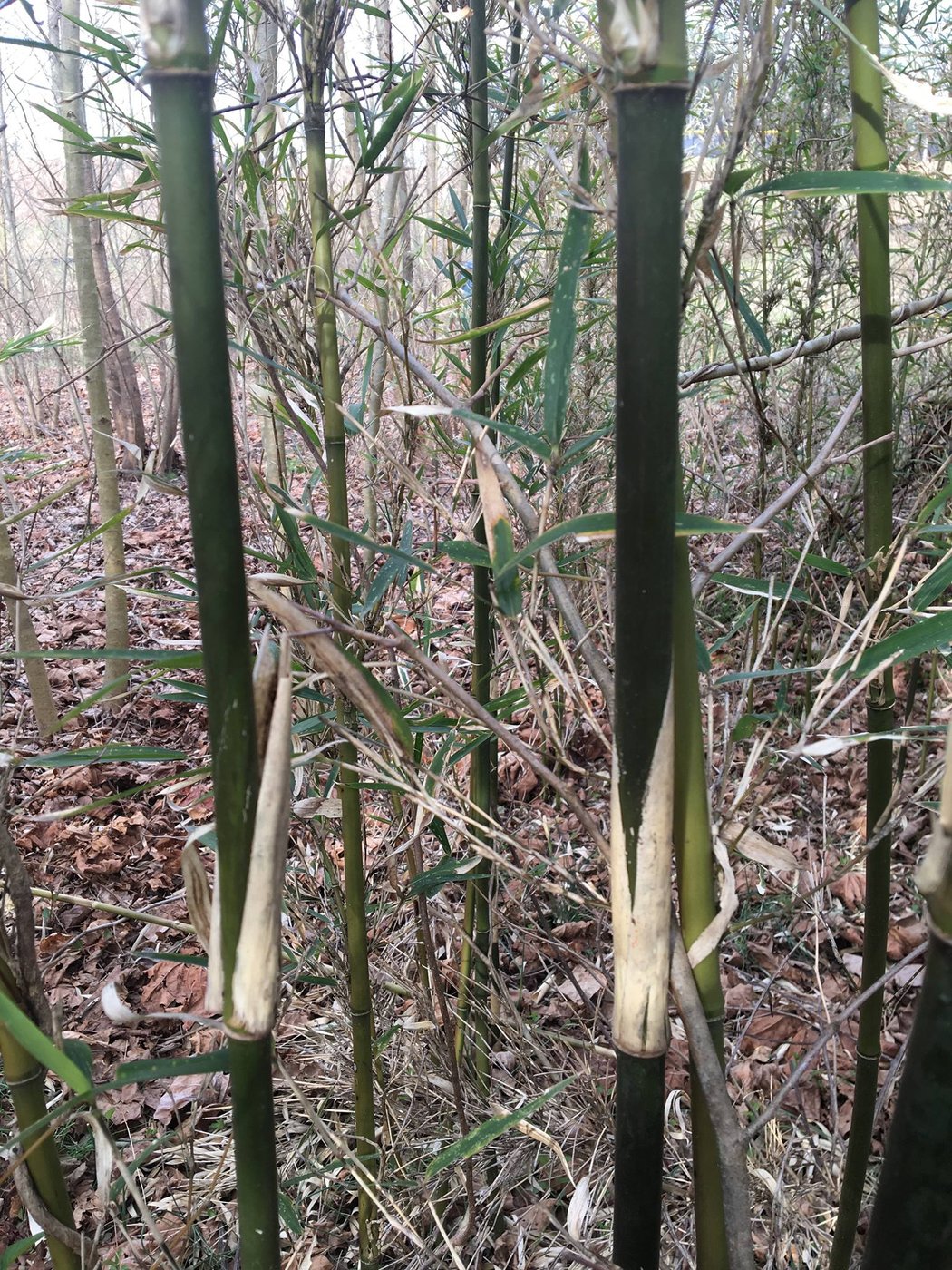 A mature stand of native rivercane