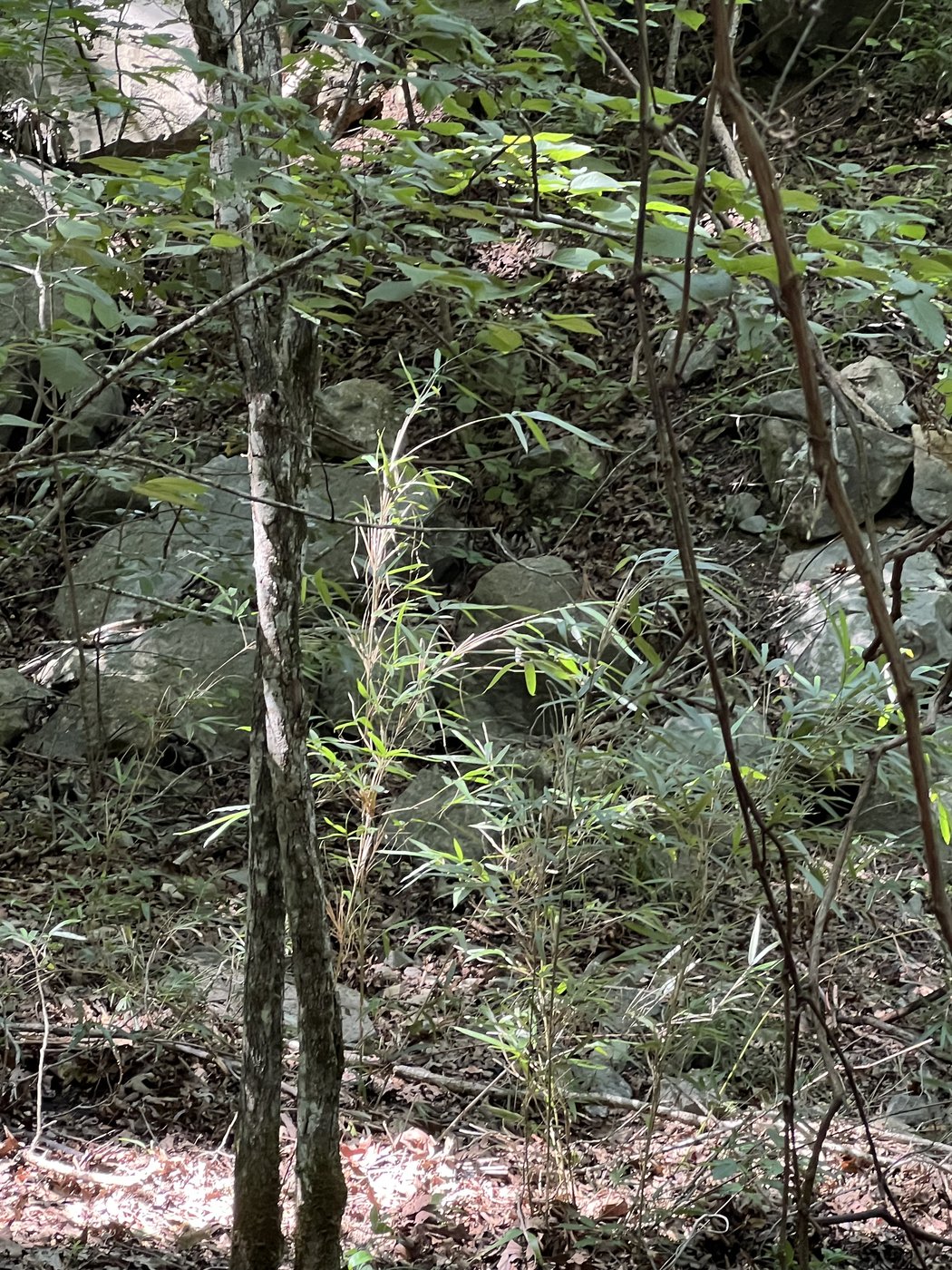 Young rivercane growing on a rocky, forested slope