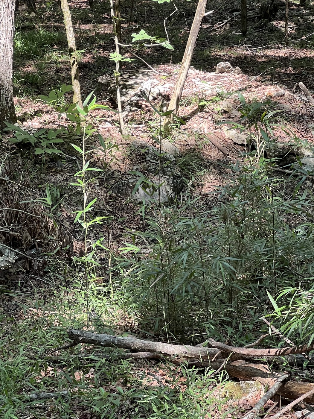A closer view of young rivercane among rocks and leaf litter