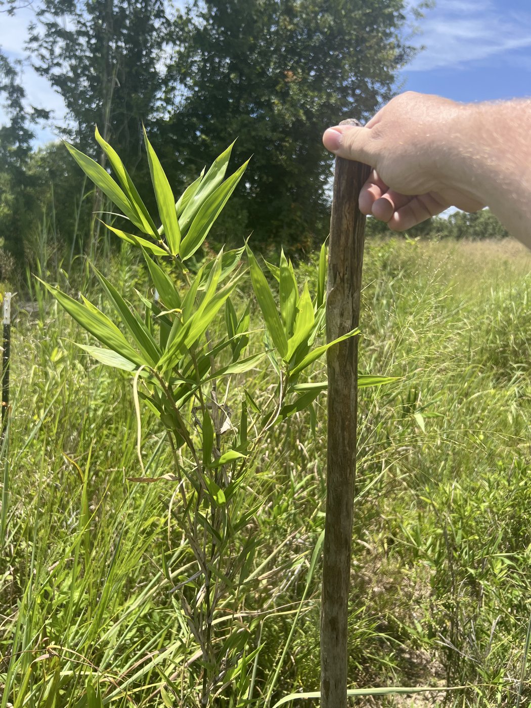 A newly planted rivercane stake at a restoration site