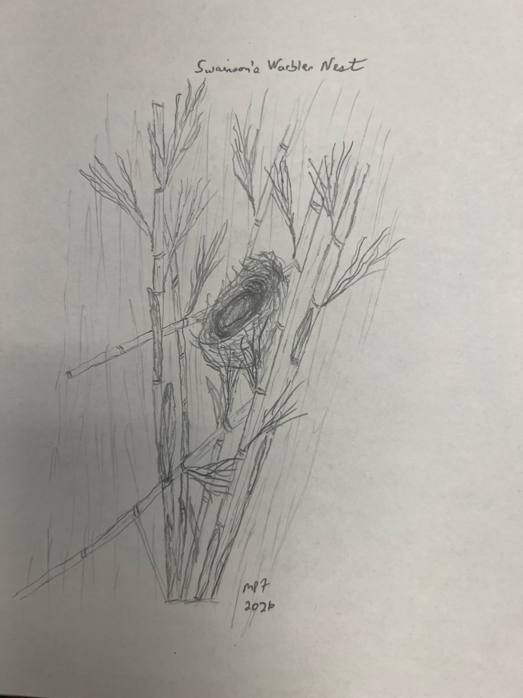 Pencil sketch of rivercane stalks with a Swainson's Warbler nest